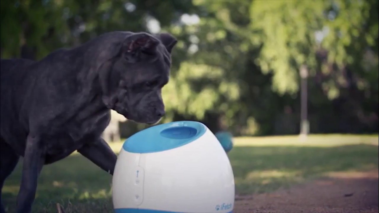 iFetch Too Automatic Ball Launchers Review [+1] iFetch Too Automatic