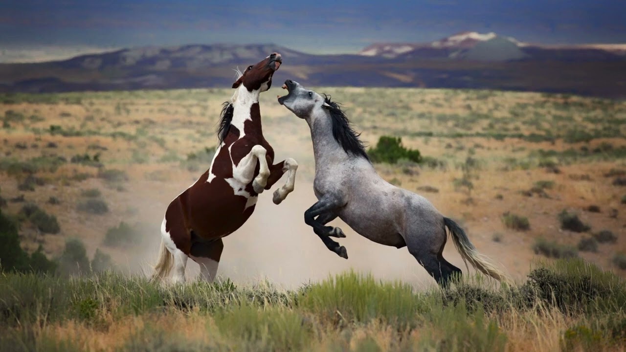 Смотреть «Wild Horses - Steve Dobrogosz» на YouTube Смотреть «Wild Horses - Steve Dobrogosz» на YouTube