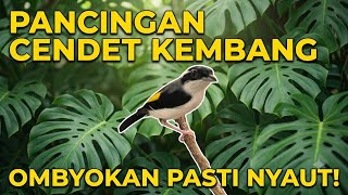 Pancingan CENDET KEMBANG - OMBYOKAN pasti NYAUT!!!