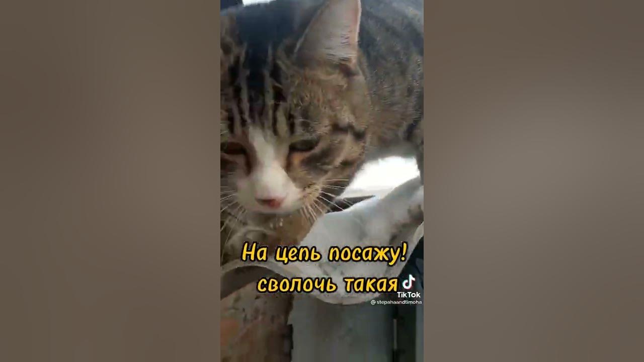 Что такое сволочь. Посадить на цепь прикол.