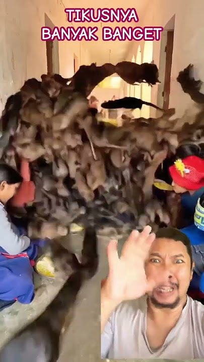 LAGI MAKAN ADA TIKUS DATANG!!!!?? #pets #funny #shortsfeed #shorts