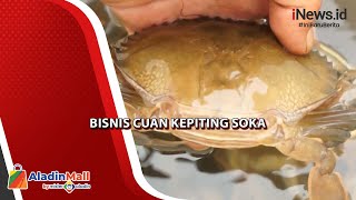 Bisnis Kepiting Soka, Pengusaha Aceh Raup Untung Puluhan Juta Rupiah