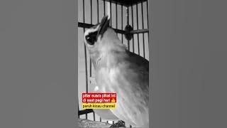 putar suara pikat trucukan ini pagi hari pasti nyaut bunyi #short #shorts #shortsvideo #shortsfeed