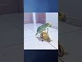 Cycling parrot #birds #parrot #animals #cycling #cyclist #bike #biker #petshorts #pets #animaisfofos