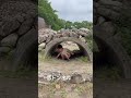 低いトンネル