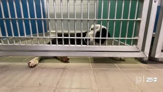 Bryan Animal Center over capacity desperate for adoptions