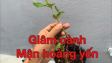 Hướng dẫn cách giâm cành mận hoàng yến | lh: 0979582872