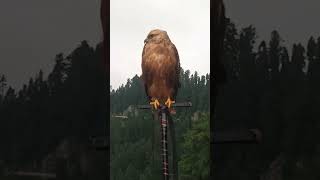 eagle | eagle beauty | American eagle eagles eagle eaglelovers