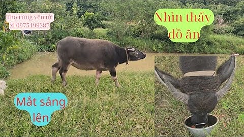 Chắc Chắn Mập Là Con Trâu Nuôi Tốn Quà Nhất Họ |Thợ Rừng Yên Tử