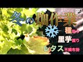 【自然栽培】夏野菜の種取り