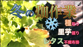 【自然栽培】夏野菜の種取り