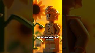 The Secret Hold of Sunflower Fields