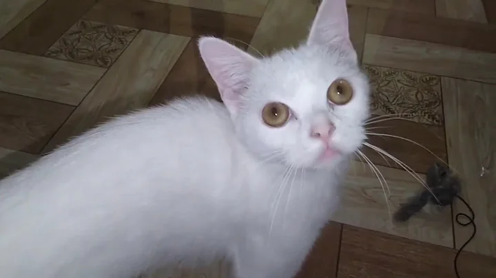 Video 5891661: persian cats catlover, persian cat toys, persian cat first, cat playing toys, cat adoption, cat enjoy playing, cat old