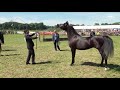 Black Mare - Erianna FMA - West Coast Cup - 2015