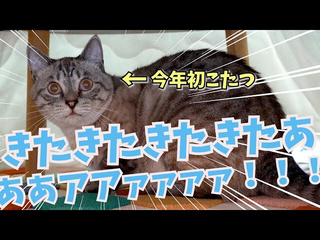 コブたぬキツねこ kimie gangiの 超簡単！型紙で作る4面クルクル「こぶたぬき