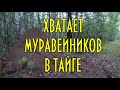 ГИГАНТСКИЕ ТАЕЖНЫЕ МУРАВЕЙНИКИ, рыжие лесные муравьи Хватает муравейников в тайге.