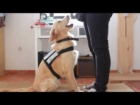 Vídeo: Que Qualidades Um Cão De Serviço Deve Ter?