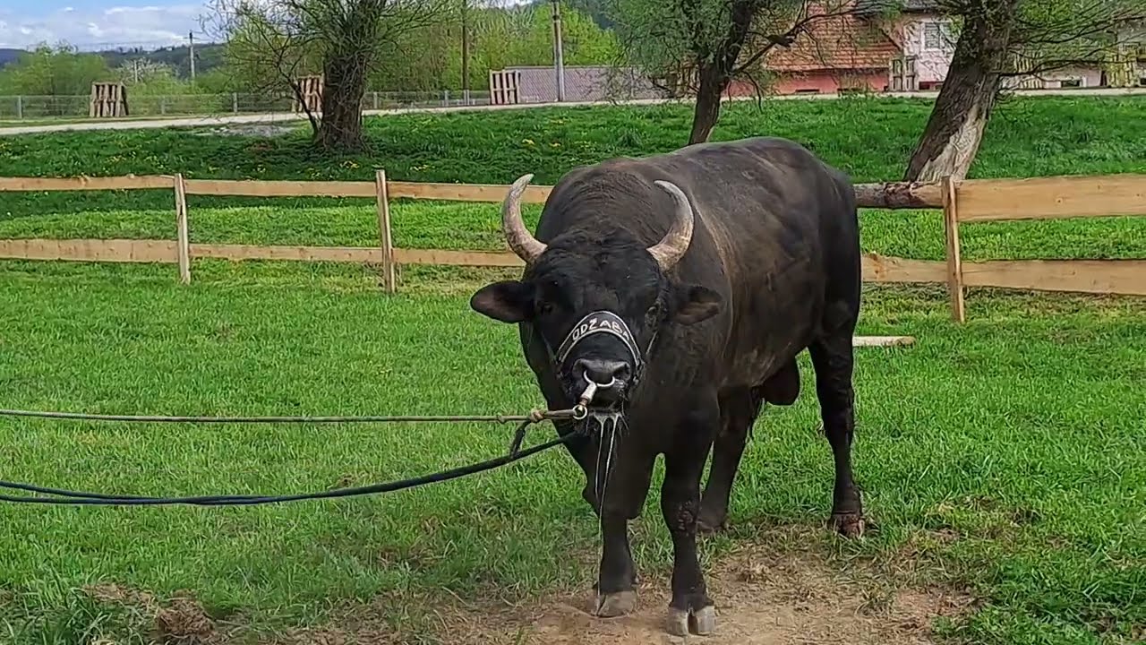 18.04.Petak ODZABA Šampion BiH teske kat.posjetio Park arenu pred sutrasnji okrsaj s Jelenkom Borisa