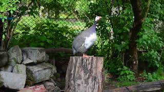 Female guinea fowl sound