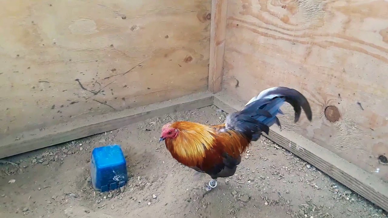 Old English Bantam lemon Blue Rooster - YouTube
