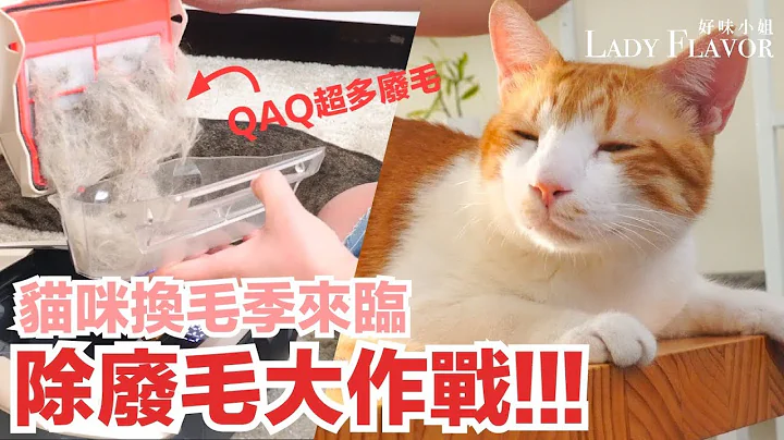 換毛季來臨，除廢毛大作戰！【好味貓知識】EP2 - 天天要聞