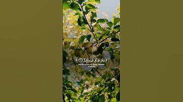 الله خالق كل شئ #الله #سبحان_اللهِ #اكسبلور #تلاوات_خاشعة #ذكر_الله #لايك #راحة_نفسية