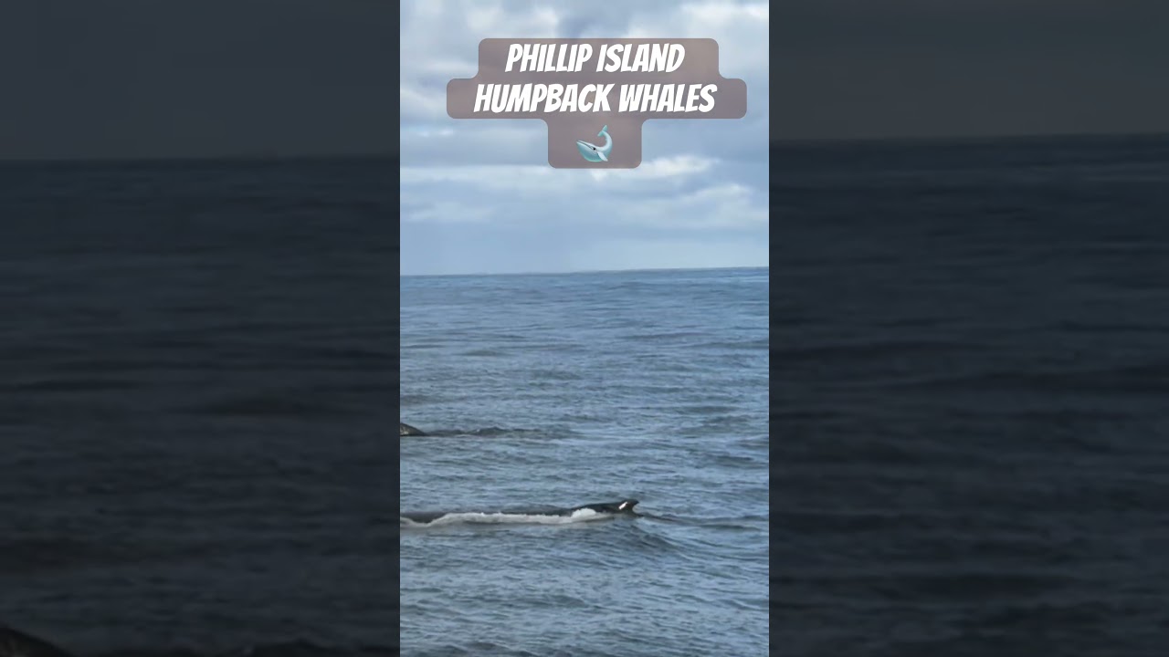 phillip#island#melbourne#victoria##whale#watchremo#cruiseship#humpbackwhale