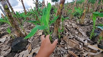 Cách nhà mình để f1 cây chuối cấy mô tại Đồng Nai để giảm chi phí đầu tư chuối giống