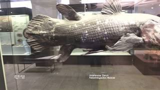 Palaeontologisches Museum - Zürich