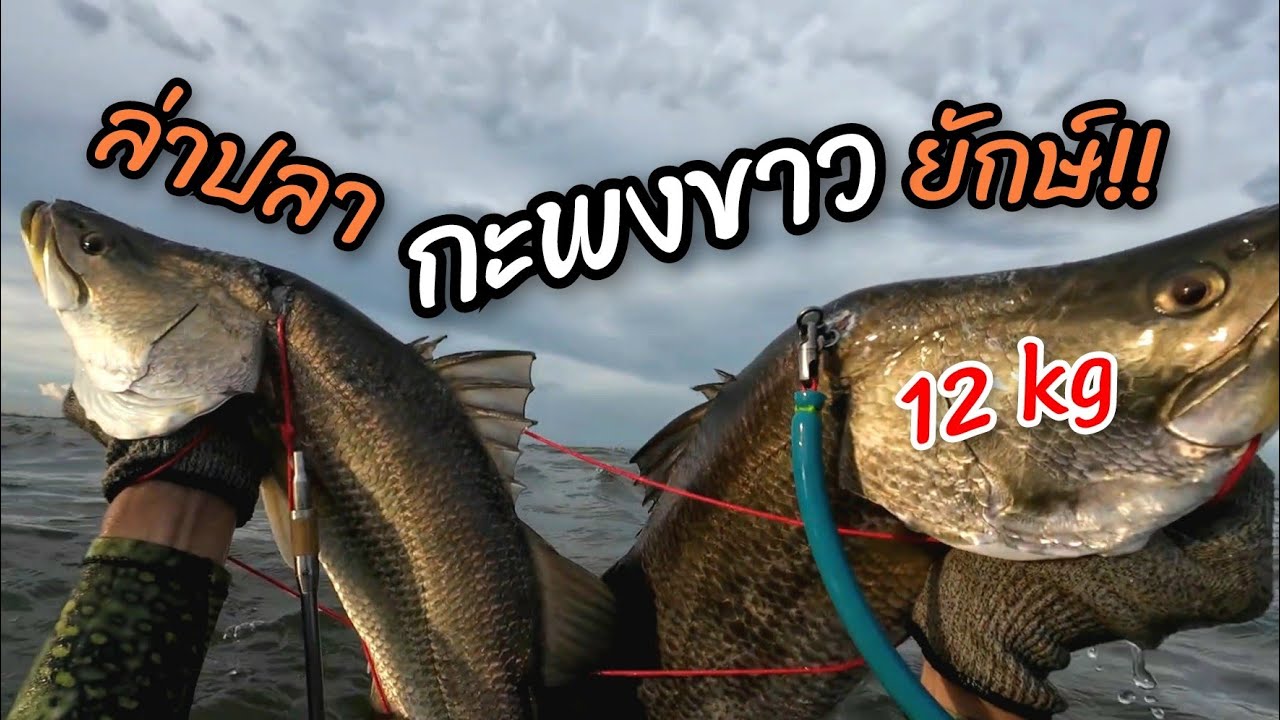 ตามล่าหาปลากะพงขาวยักษ์ ตัวใหญ่มากกกก!!!