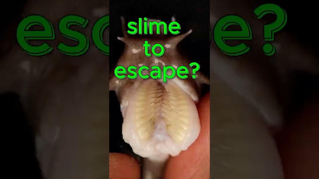 What If You Could Become Slime to Escape? 🐟🟣