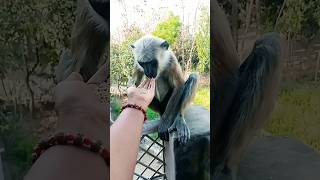 Anjani Ka Lala #monkey #langoor #youtubeshorts #viralvideo #shorts #trending #song #hanuman #vlog #g