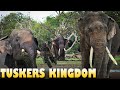 Tuskers Kingdom In SriLanka | කලා වැව | Kala Wewa (Treasure of King Datusena) | Sri Lanka | VLOG #15