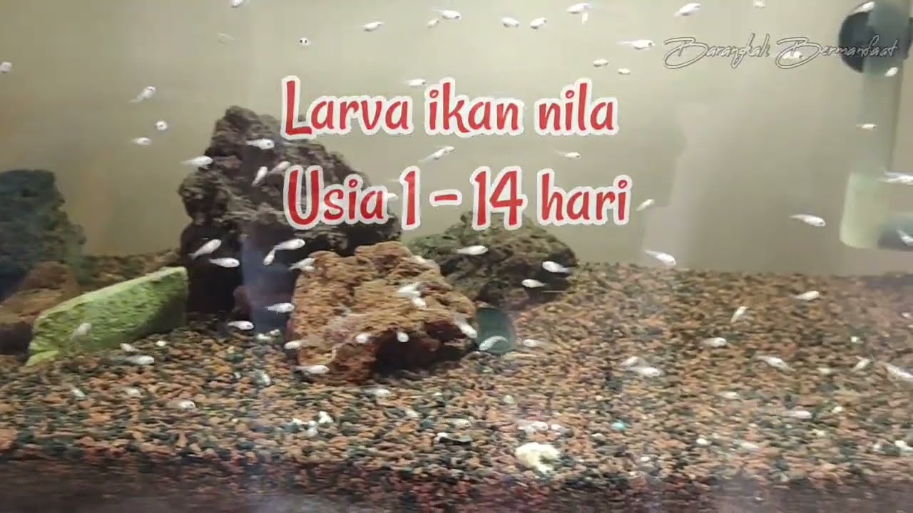 Larva Ikan Nila Usia 2 Minggu