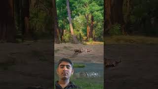 मटका टाइगर 🐯 #animals #viral #sorts #megamachines