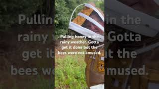 The bees are not amused. #brucesbees #beekeeping #localhoney