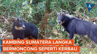 Mengenal Kambing Hutan Sumatera Langka yang Bermoncong Mirip Kerbau