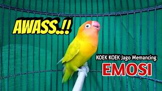 KOEK KOEK FIGHTER Memanggil Lawan, Lovebird Ngekek Panjang JAGONYA Memancing EMOSI