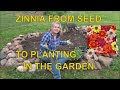 How to Grow Zinnias from Seed -  To Planting Outside / Zinnia Tips