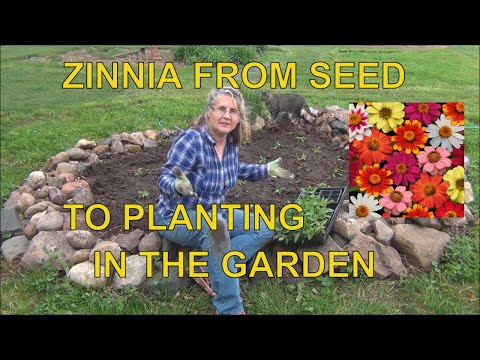 Video: Groeiende Zinnia (42 Foto's): Plant En Versorg Blomme. Hoe Om Sade Vir Saailinge Te Plant? Hoe Om Buite Te Groei? Wanneer Om Te Saai?