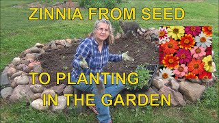 How to Grow Zinnias from Seed -  To Planting Outside / Zinnia Tips