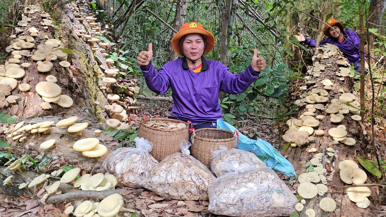 หมานสุดยอด!ออกเยอะจริง บินๆๆ! หาบเห็ดบดขอนบ้านหนองเม็กเห็ดแกงดอกงามๆจ้า​ 16พ.ค.67