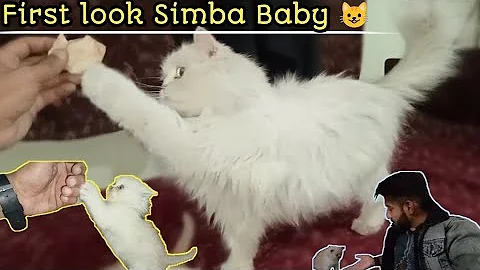 Video 11853771: persiancat pets, persian cat, pet lover