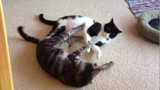 The New Most Boring Cat Fight Ever