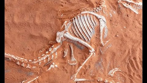Fossils Reveal How Life Survives Mass Extinction