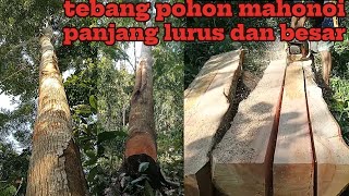tebang pohon mahoni besar panjang 15,m dan lulus