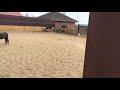 Мини лошадки для продажи! Сайт фермы Идальго  http://mini-pony.ru