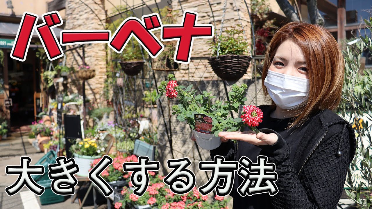バーベナの育て方 大きくする方法 植え替え方法 おうちでガーデニング 開花園チャンネル Youtube