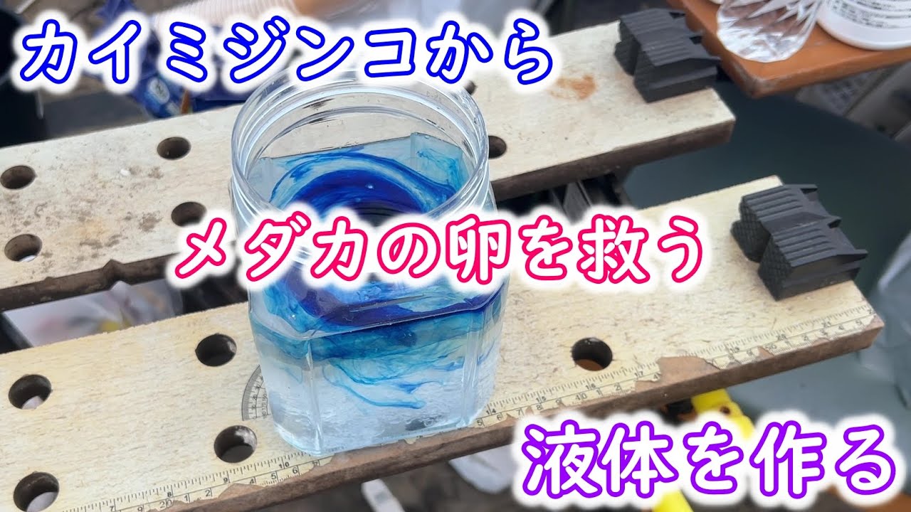めだか】どこから湧くのか？不快なカイミジンコから卵を守りたい。B型