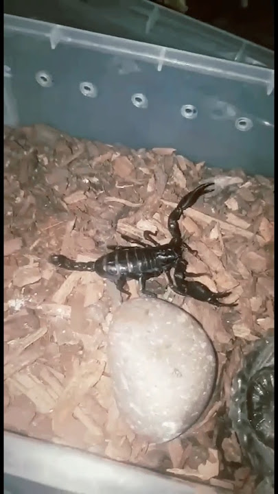 ☠️Emperor Scorpion🦂